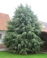 003.webp