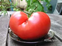 BILD0162.webp