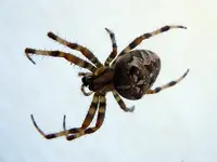 Spinnen047.webp