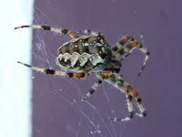 Spinnen048.webp