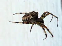 Spinnen049.webp