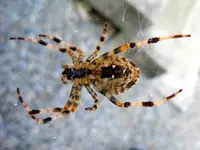 Spinnen050.webp