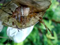 Spinnen054.webp