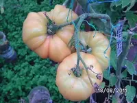 BILD0166.webp