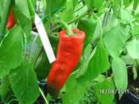 BILD0169.webp