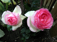Welt_Eden Rose.webp