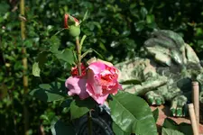 augusta Luise kl.webp