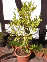 Gartenpflanzen 227.webp Gartenpflanzen 227.webp