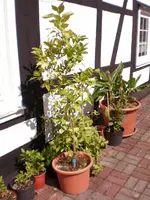 Gartenpflanzen 229.webp Gartenpflanzen 229.webp