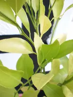 Gartenpflanzen 251.webp Gartenpflanzen 251.webp