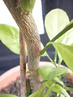 Gartenpflanzen 253.webp Gartenpflanzen 253.webp