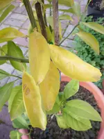 Gartenpflanzen 250.webp Gartenpflanzen 250.webp