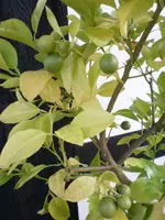 Gartenpflanzen 246.webp Gartenpflanzen 246.webp