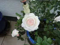 CIMG1515.webp