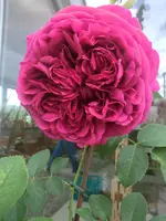 CIMG1519.webp
