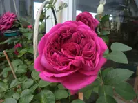 CIMG1520.webp