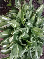 grosse gartenfunki.webp
