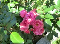CIMG1414.webp