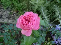 CIMG1405.webp