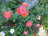 CIMG1408.webp