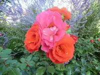 CIMG1407.webp