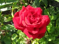 IMG_6557_1067x800.webp