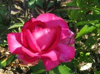 IMG_6572_1067x800.webp