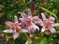 IMG_trio_1067x800.webp