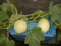 Verschiedenes 019.webp