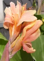 Cherie.webp