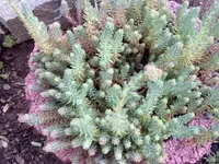 sedum tripmadam.webp