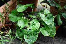 CIMG1255.webp