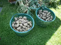 ernte 001.webp