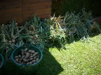ernte 002.webp