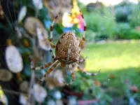 Spinne027.webp