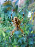 Spinne028.webp