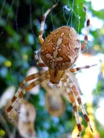 Spinne029.webp
