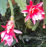 DSC02022 -2011-08-18 - epiphyllum rot.webp