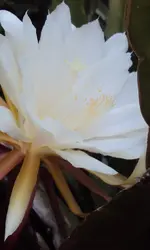 DSC02021 - 2011-08-18 - zweite blüte epiphyllum weiß.webp