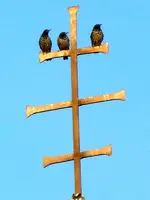 Vögel012.webp