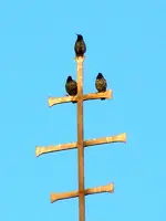 Vögel014.webp