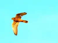 Vögel011.webp