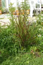 20-braunesGras.webp