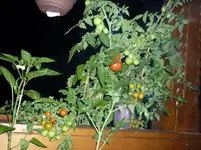BalkonBeiNacht_18082011.webp