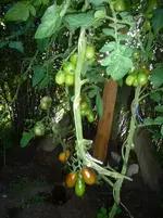 P1120020.webp