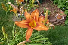 lilly.webp