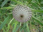 IMG_1156 Distel.jpg