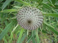 IMG_1156 Distel.webp