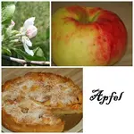 collage apfel 2.webp