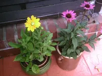PIC00468.webp